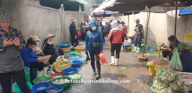 Chợ cá sớm Hạ Long 