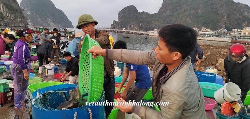 Lưu ý khi đến các khu chợ hải sản lớn nhất Quảng Ninh